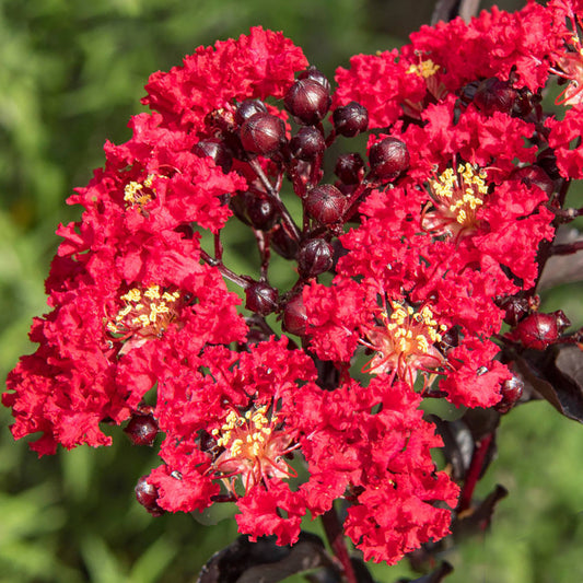 Lagerstroemia 'Red Magic'