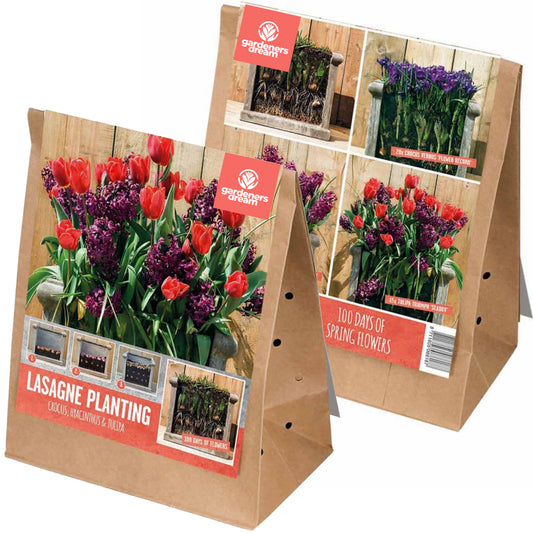 Lasagne Planting Bulb Mix - Red & Purple