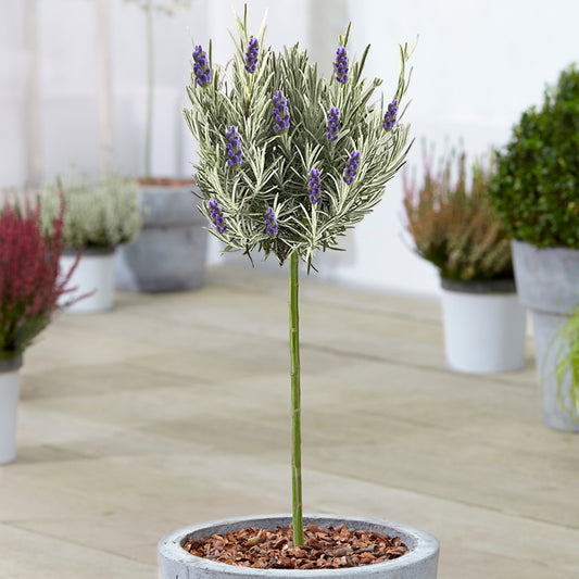 Lavandula 'Munstead' Patio Tree