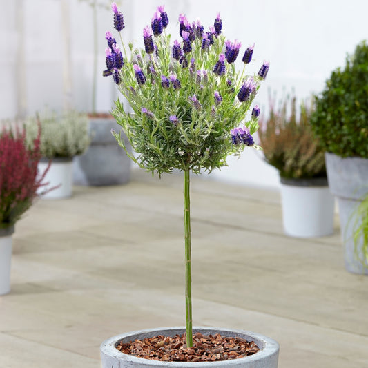 Lavandula stoechas Patio Tree