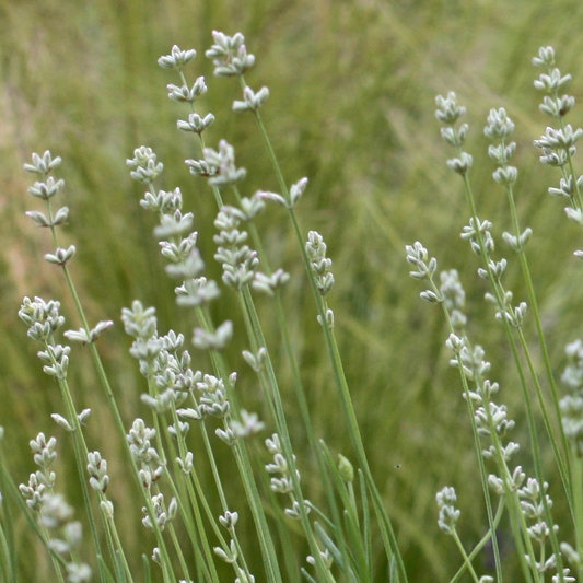 Lavandula 'Arctic Snow'