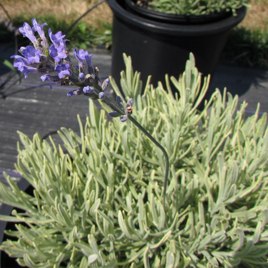 Lavandula 'Platinum Blonde'