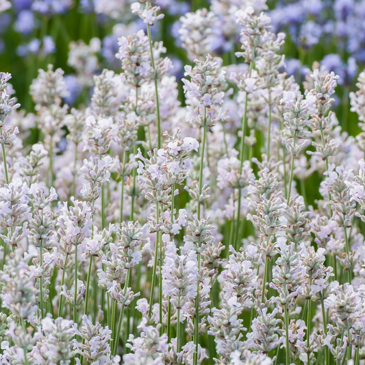 Lavandula 'Rosea'