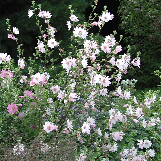 Lavatera 'Barnsley'