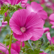 Lavatera 'Ruby Star'