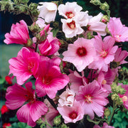 Lavatera Mix