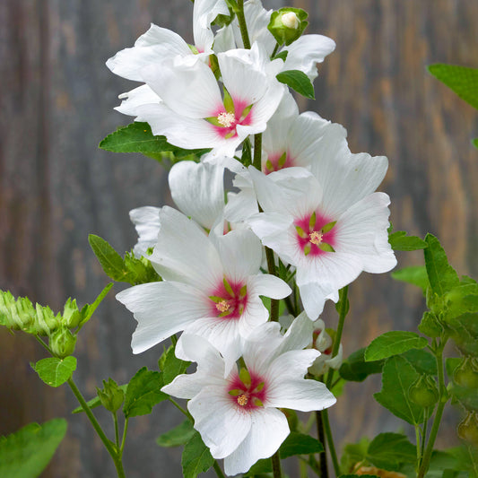 Lavatera 'Silver Barnsley'