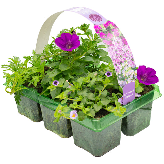 Lavender Shades Basket Plants