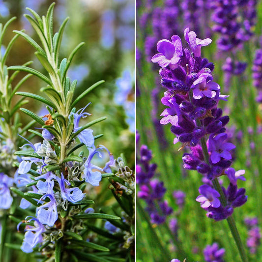 Lavender and Rosemary Mix