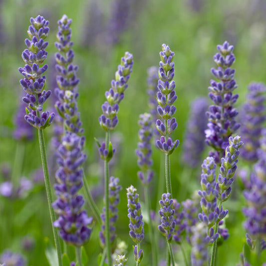 Lavender 'Blue Spear'