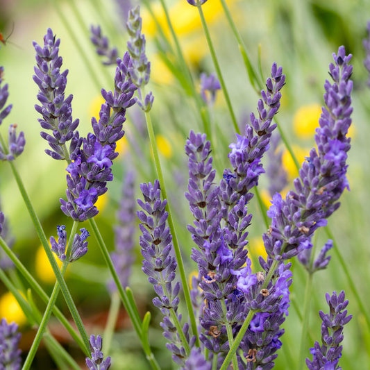 Lavender 'Grosso'