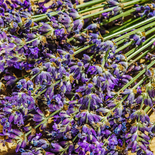 Lavender 'Hidcote'