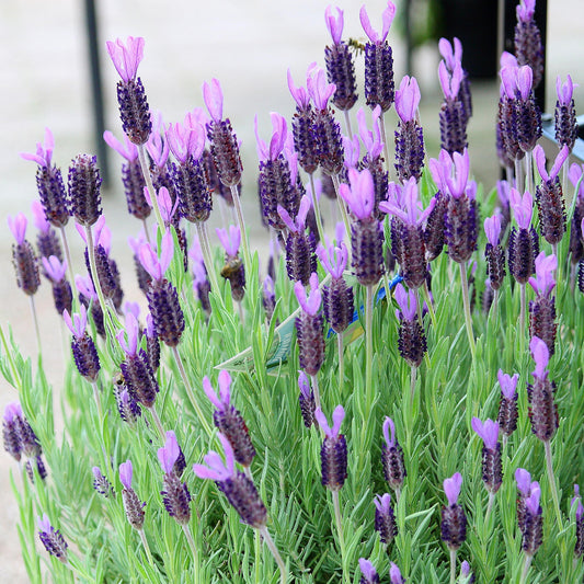 Lavandula stoechas