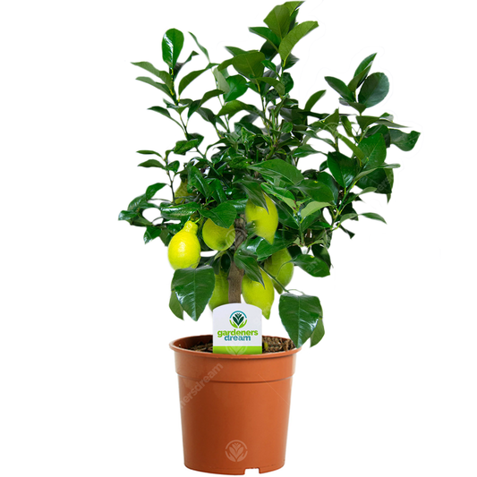 Citrus 'Lemon'