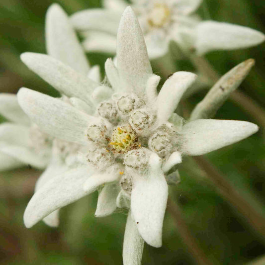 Leontopodium 'Blossom of Snow'