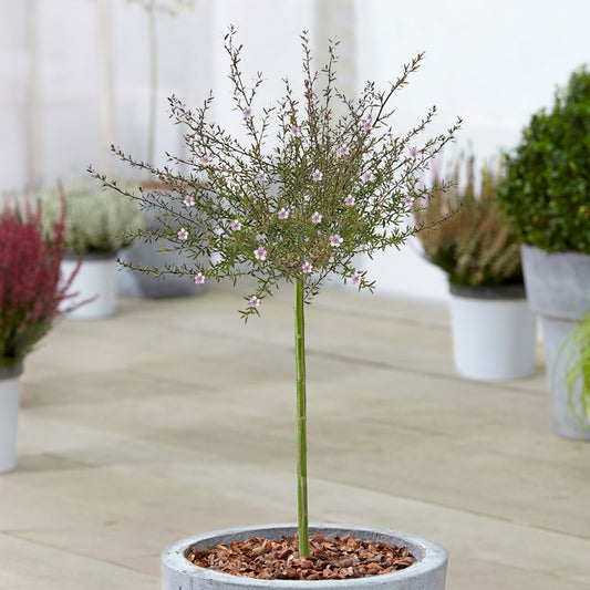 Leptospermum 'Bianco' Patio Tree