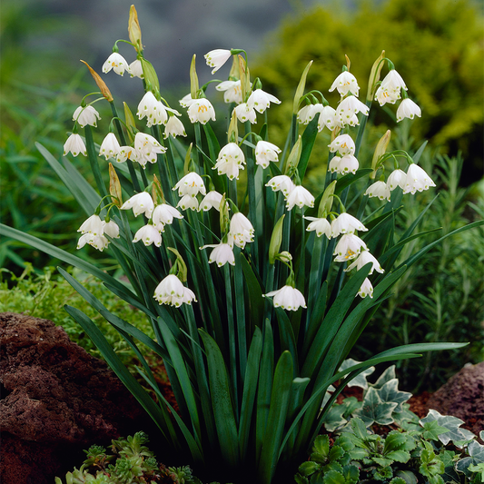 Leucojum aestivum