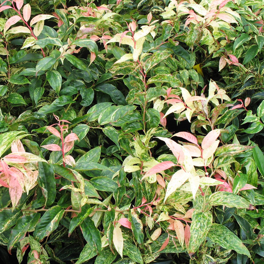 Leucothoe 'Rainbow'