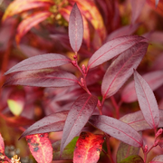 Leucothoe 'Royal Ruby'