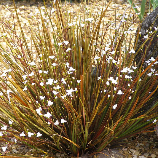 Libertia 'Taupo Sunset'