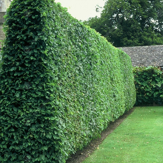 Wild Privet Bare Root Hedge