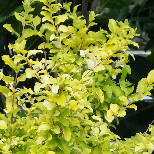 Ligustrum 'Sunshine'