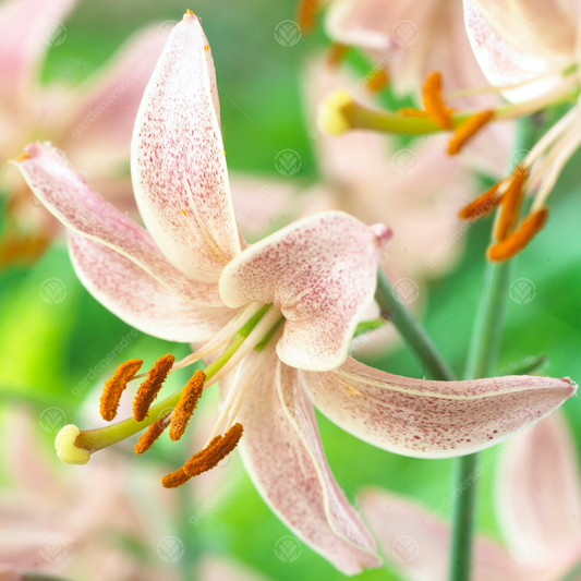 Lilium 'Pink Morning'