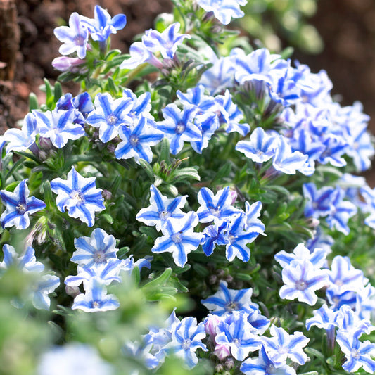 Lithodora 'Blue Star'