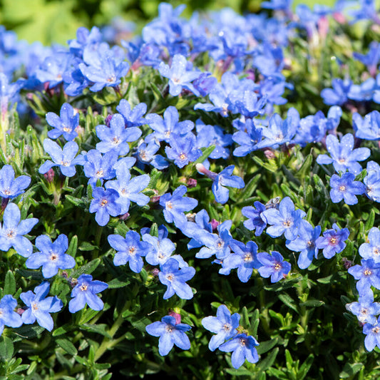 Lithodora 'Grace Ward'