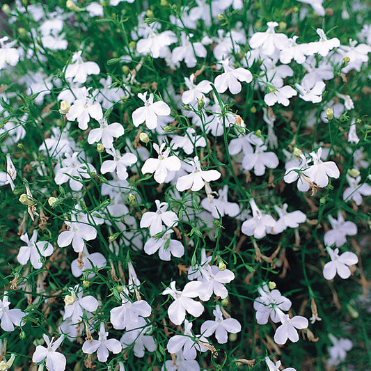 Lobelia Bush White Bedding Plants