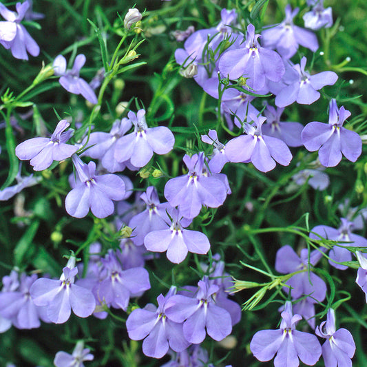 Lobelia Bush Fountain Dark Blue Bedding Plants