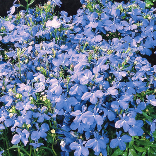 Lobelia Bush Fountain Light Blue Bedding Plants