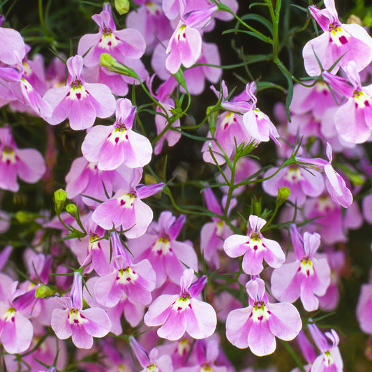 Lobelia Bush Fountain Lilac Bedding Plants