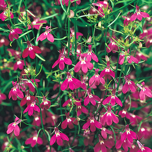 Lobelia Bush Fountain Rose Bedding Plants