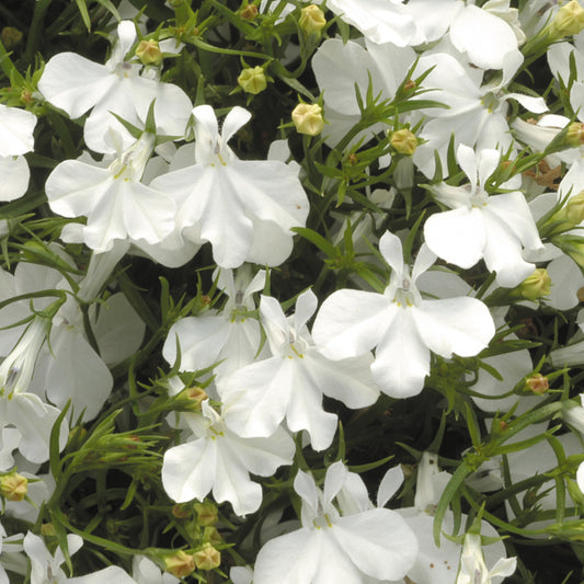 Lobelia Bush Fountain White Bedding Plants