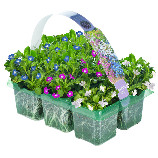 Lobelia Upright Mixed Basket Plants