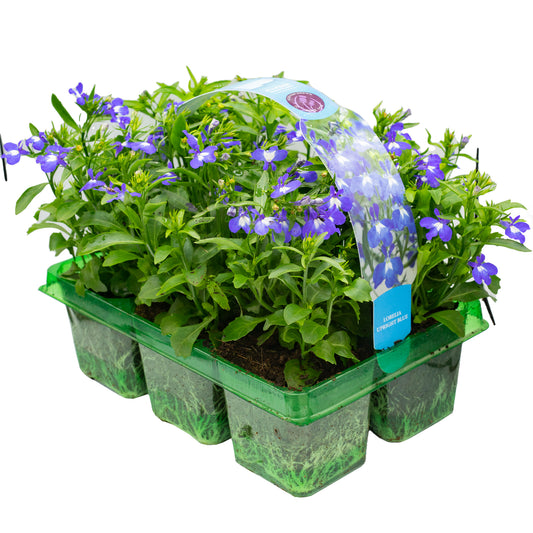 Lobelia Bush Blue Basket Plants