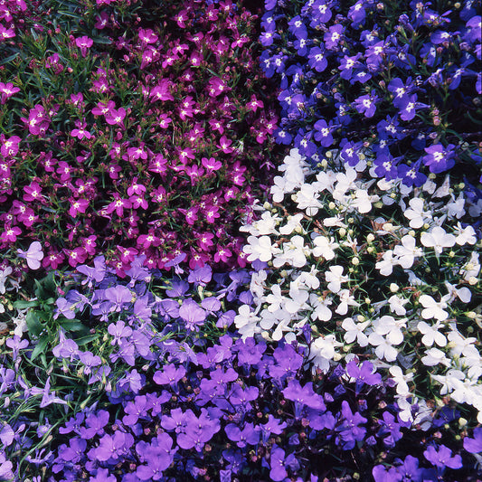 Lobelia Bush Mixed Bedding Plants