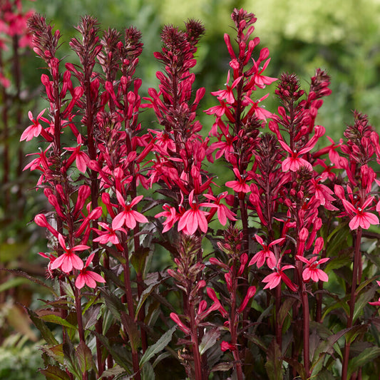 Lobelia 'Rose Princess'