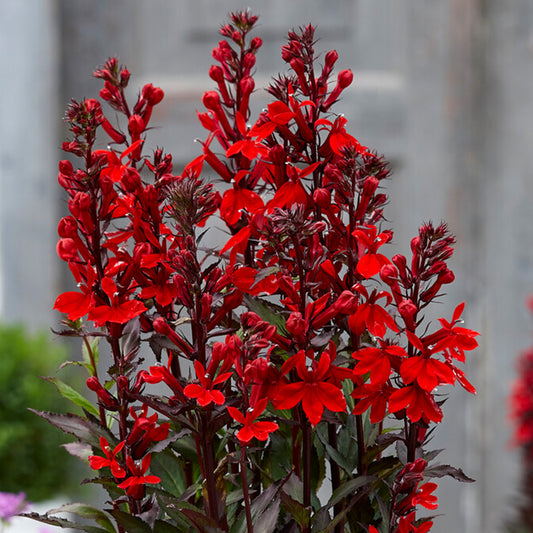 Lobelia 'Scarlett Princess'