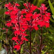 Lobelia 'Starship Scarlett Bronze Leaf'