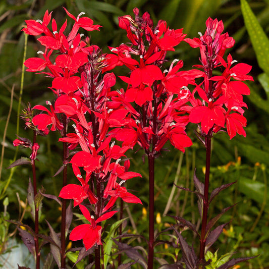 Lobelia 'Starship Scarlett Bronze Leaf'