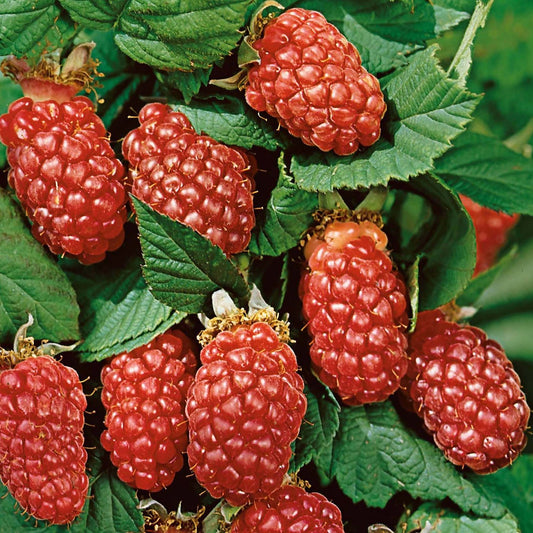 Loganberry Hybrid