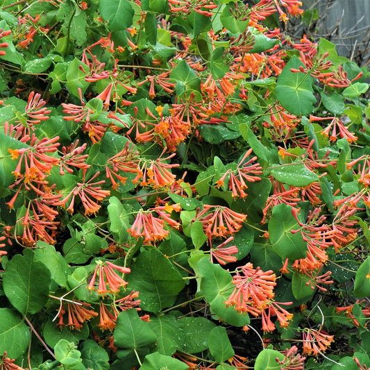 Lonicera 'Dropmore Scarlet'