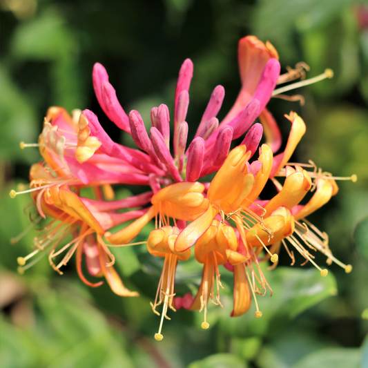 Lonicera 'Gold Flame'