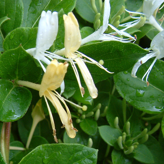 Lonicera 'Halliana'