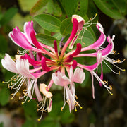 Lonicera 'Serotina'