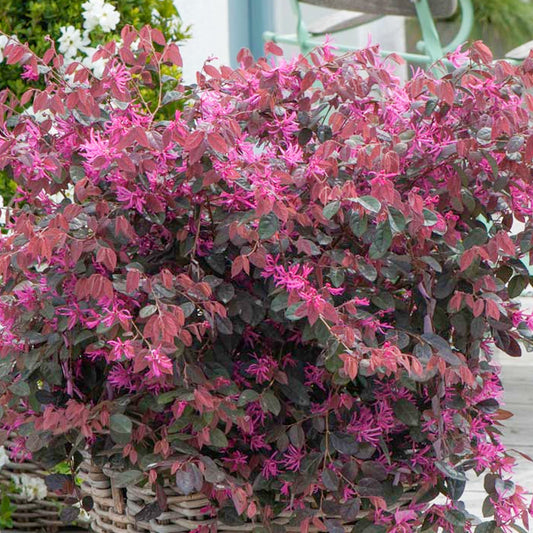 Loropetalum 'Fire Dance'