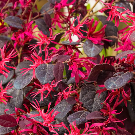 Loropetalum 'Plum Gorgeous'