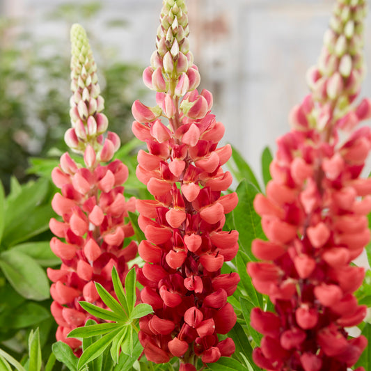 Lupin 'Bishop's Tipple'